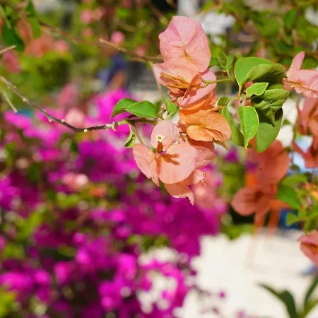 Nocleg ze śniadaniem Yelken